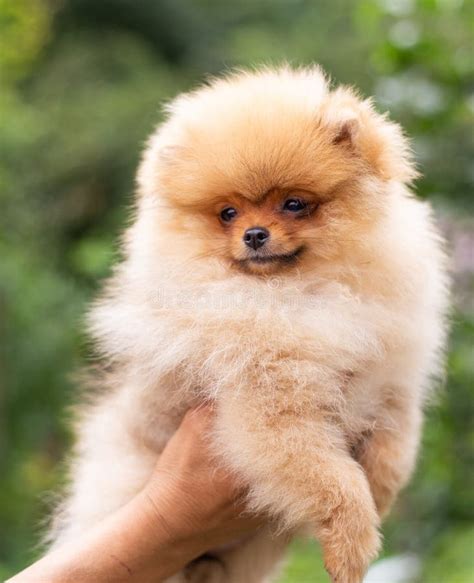 Beautiful Orange Dog - Pomeranian Spitz. Puppy Pomeranian Dog Cute Pet ...