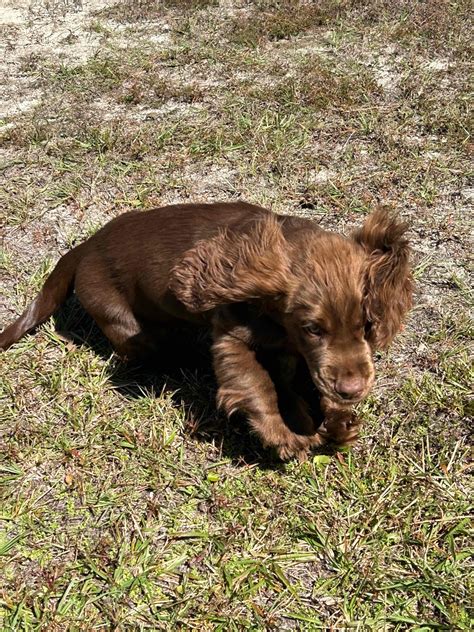 Irish Water Spaniel Puppies For Sale