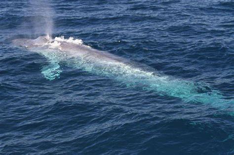 Lack of diversity in pygmy blue whales not due to man-made cause