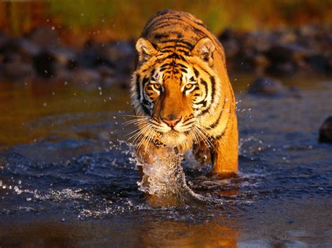 India Tourism: Ranthambore Tour | Rajasthan Ranthambore Wildlife ...