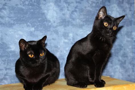 CARACTERÍSTICAS de los GATOS NEGROS