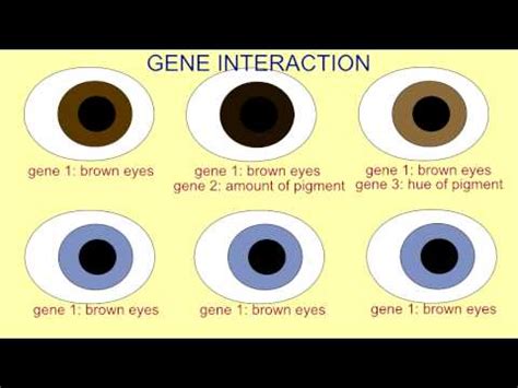 Genetic Traits Eye Color