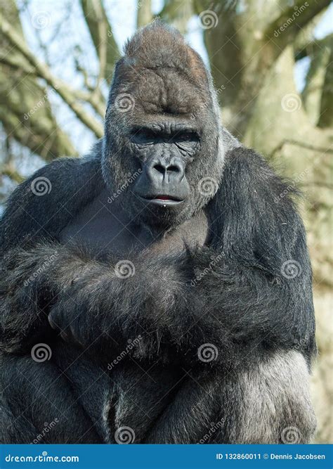 Western Gorilla Gorilla Gorilla Stock Image - Image of endangered ...