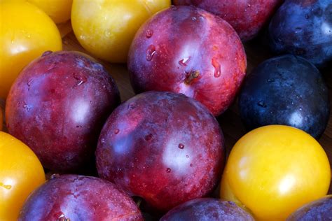 Benefits of Plums & Prunes: Are They Good for You? | FRN