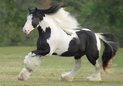 THE MOST BEAUTIFUL HORSE EVER. IN MY OPINION. | Clydesdale horses, Horses, Pretty horses