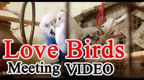 Love birds breeding season | Lovebird Mating Dance - YouTube