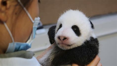 How Toronto Zoo gets so many baby animals | CBC News