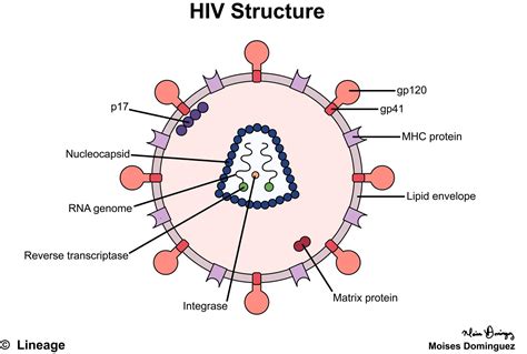 Human Immunodeficiency Virus / Acquired Immunodeficiency Syndrome - Immunology - Medbullets Step 1