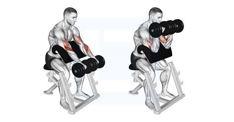 Dumbbell Reverse Preacher Curl - Guide, Benefits, and Form