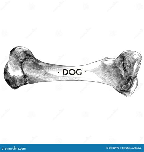 Dog bone sketch vector stock vector. Illustration of animal - 94838978