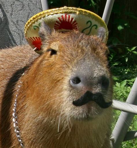 capybara funny | Capybara, Cute animals, Animals