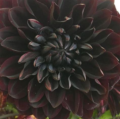 Black Dahlia | Bulk Fresh DIY Wedding Flowers | Flower Moxie | Dahlia flower, Black dahlia ...