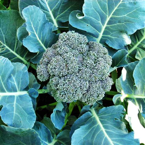 40 Types of Broccoli 🥦 A-to-Z | Photos - Butter N Thyme