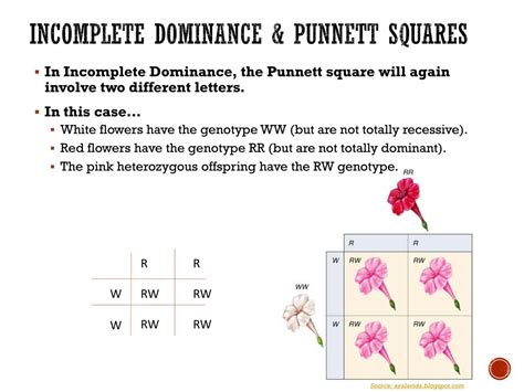 Codominance Examples Punnett Square