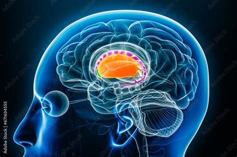 Putamen in orange, nucleus accumbens in green and caudate nucleus in purple 3D rendering ...