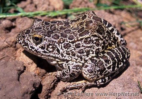 Crawfish Frog (Lithobates areolatus) – Amphibians and Reptiles of Iowa