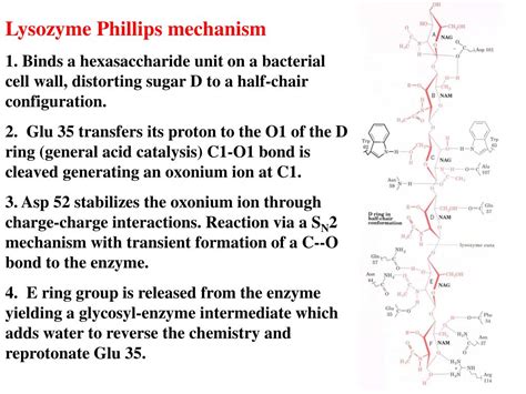 PPT - Enzyme Catalysis PowerPoint Presentation - ID:590166