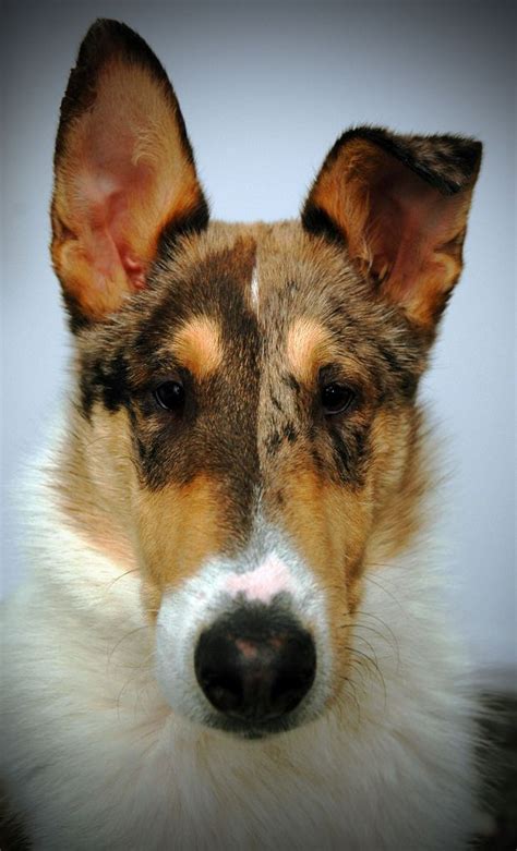 36 best SMOOTH COLLIE images on Pinterest | Smooth collie, Collie dog and Collie