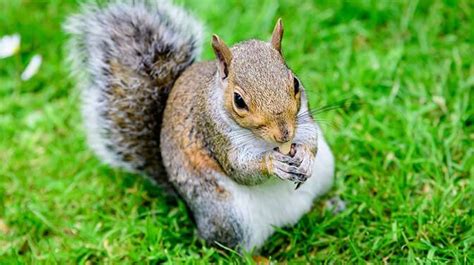 155 Of The Best Squirrel Names That Start With S You'll Love