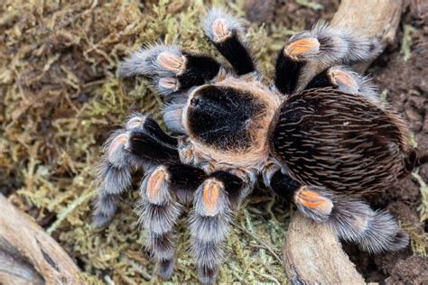 Brachypelma hamorii | Arachnoboards