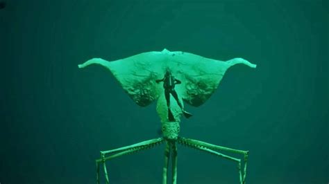 Diver Has Rare Encounter with Enormous Alien-Like Squid - Animals Around The Globe