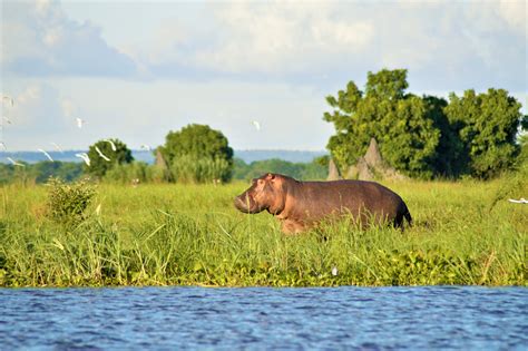 Malawi: the ultimate wildlife guide