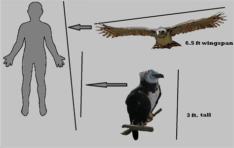 harpy eagle size comparison by king-ocelot-claws on DeviantArt