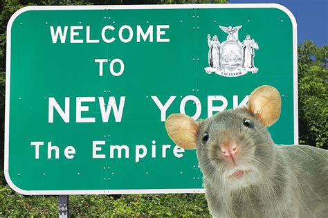 No Joke, New York Hires Its First Ever ‘Rat Czar’