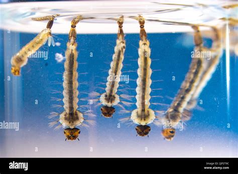 Asian tiger mosquito larvae in water alive, Aedes albopictus. Exotic species, invasive mosquito ...