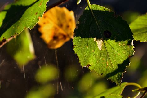 Arbre Du Bouleau Feuilles Feuille - Photo gratuite sur Pixabay