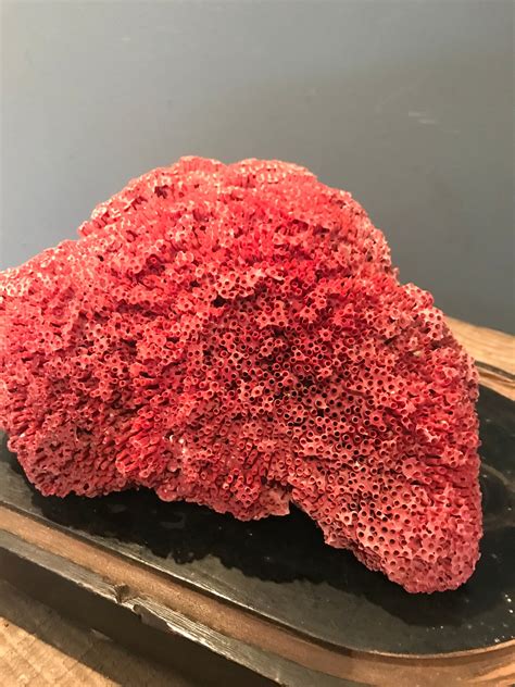 A rare natural red coral specimen- large - Belle and Beast Emporium