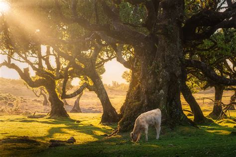 Lisa's World: Enchanting Photos of Madeira’s Ancient Fanal Forest Filled With 500-Year-Old Trees