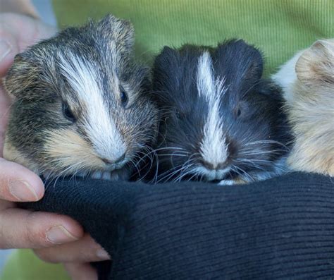 Complete Guide for Guinea Pig Handling - More Guinea Pigs