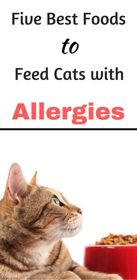 Best Cat Food For Allergies - PetsWall