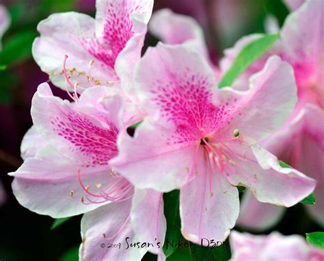 Flower Homes: Azalea Flowers