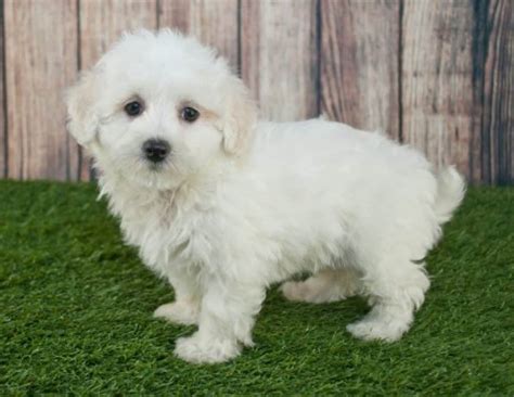 Maltipoo [Ultimate Guide: Personality, Temperament, Health etc.]