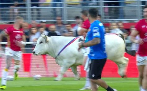 Catalan Dragon players forced to flee rampaging bull after pre-match ...