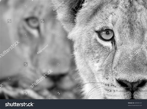 Black White Lion Cub Duo Stock Photo 69595141 - Shutterstock