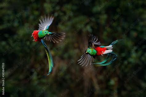 Fototapeta Quetzal, Pharomachrus mocinno, from tropic in Costa Rica with green forest, two birds ...