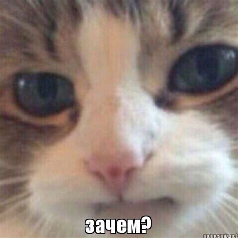 Мемы "Зачем" (9 картинок) ⭐ 7zabav.club | Funny looking cats, Cute cat memes, Cat memes