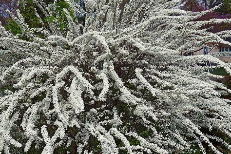 9 of the Best Types of Spirea Shrubs for Your Garden – Make House Cool