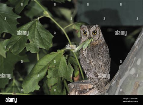 Scops owl - Eurasian scops owl - European scops owl (Otus scops) bringing prey to feed its ...