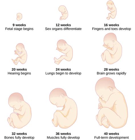 Stages Of Prenatal Development Worksheet