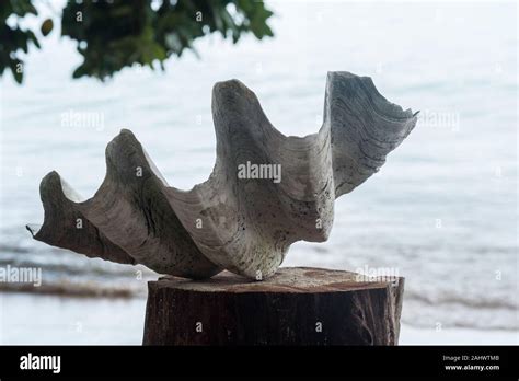 Giant Clam shell Stock Photo - Alamy