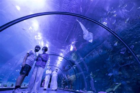 National Aquarium Abu Dhabi: when does it open and how much will tickets cost?