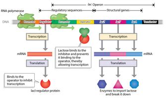 Bacterial Genes Are Organized in Operons | Learn Science at Scitable