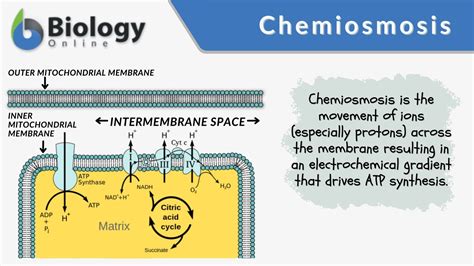 Chemiosmosis - Definition and Examples - Biology Online Dictionary