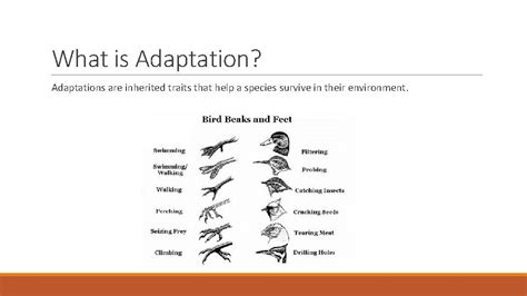 Adaptations in Species Adaptations in Species How do