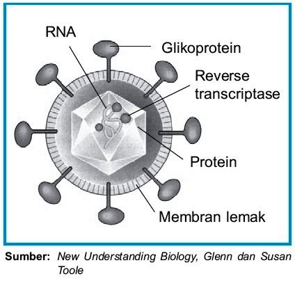 Penyakit HIV AIDS : Pengertian Penyebab Penularan Pencegahan