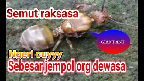 Semut raksasa sebesar jempol (GIANT ANT) - YouTube